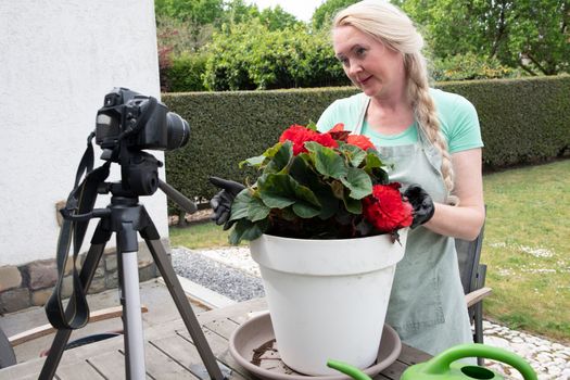 Middle-aged blonde woman watering seedlings of red begonia flower while blogging on social media about gardening, how to transplant flowers into a large pot High quality photo