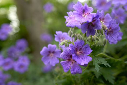 Purple flowers brightening up the garden. Beautiful purple flowers in bloom