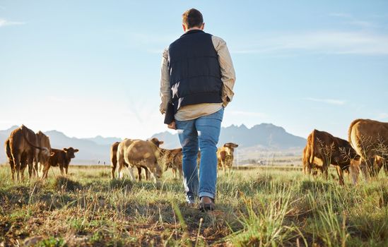 Man, farm and herd of animals in the countryside for agriculture, travel or natural environment. Male farmer walking on grass field with livestock, cattle or cows for nature, growth or sustainability.