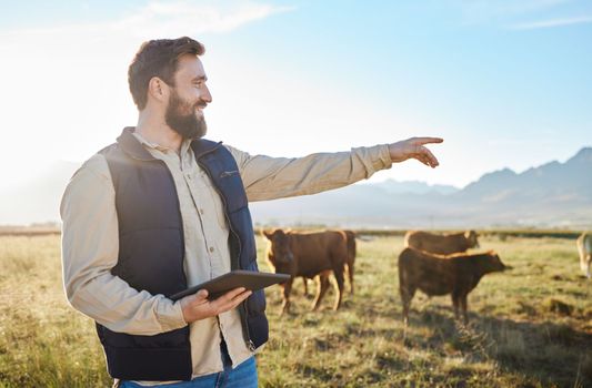 Point, cow or agriculture man with tablet on farm for sustainability, production or industry growth research. Agro, happy or farmer on countryside field for dairy stock, animals or food with smile.