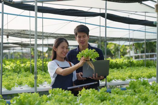 Asian business owner observed about growing organic in hydroponics farm. Growing organic vegetable and Green energy concept.