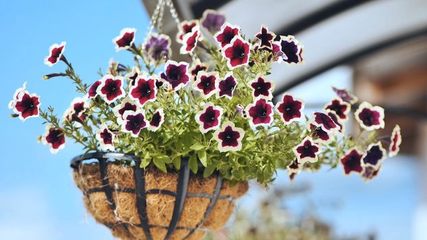 Purple petunias hang in a vase outside the house