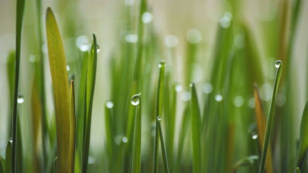 Young sprouts of grass with dew. Close-up view