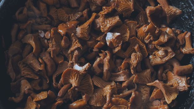 Chanterelles mushrooms are fried in a pan