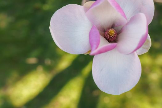 Flower magnolia blossoms on green grass background