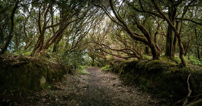 The Straight and Narrow: A Jungle Pathway in Anaga, Tenerife