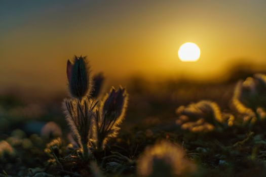 Dream-the beautiful grass Pulsatilla patens blooms in the spring in the mountains. The golden hue of the setting sun. Atmospheric spring background.