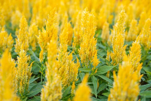 Beautiful yellow cockscomb in flower garden on nature light background