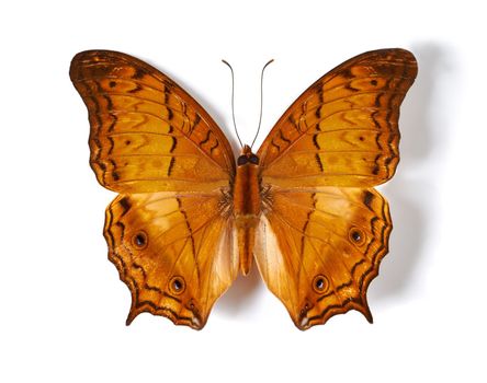 The fragile splendor of a butterfly. Studio shot of a butterfly with its wings spread out isolated on white