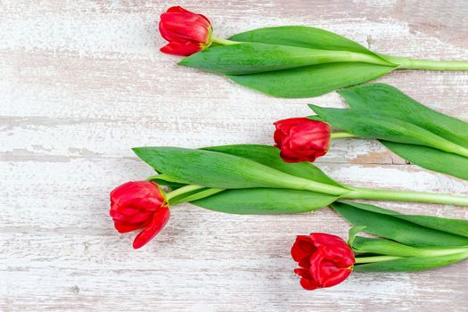 Bunch of red tulips on blue wooden table, woman or mother day, easter, spring holiday, birthday