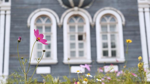Cosmea flowers on the background of the beautiful windows of the house