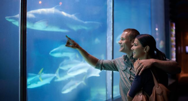 Delving into the deep. a young couple looking at the fish in an aquarium
