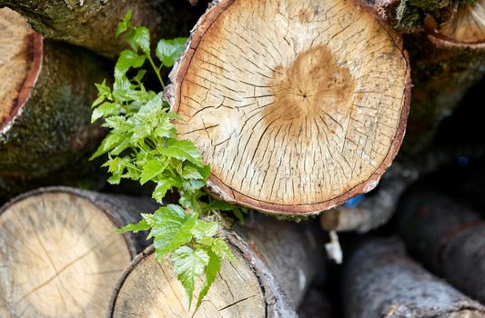 birch logs. a lot of firewood, fallen trees, a lot of logs are lying on the ground in the nature of a sawmill. Sectional view.