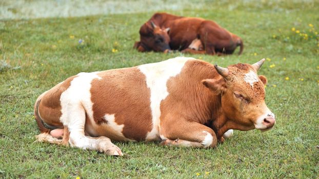 Red cattle resting in the field on an overcast day