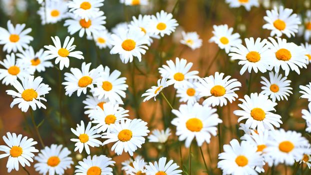 Large field daisies on a summer day in the field