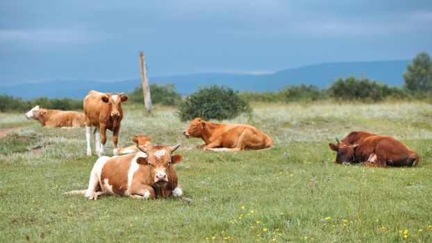Red cattle resting in the field on an overcast day