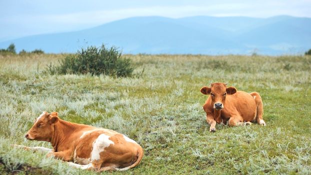 Red cattle resting in the field on an overcast day