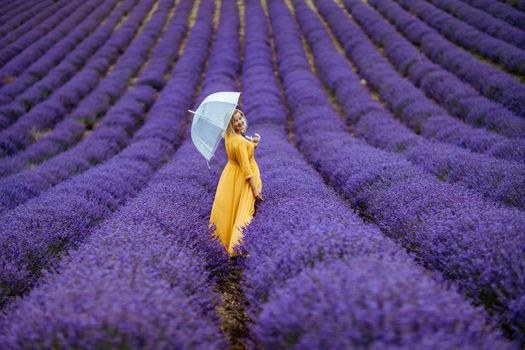 A middle-aged woman in a lavender field walks under an umbrella on a rainy day and enjoys aromatherapy. Aromatherapy concept, lavender oil, photo session in lavender.