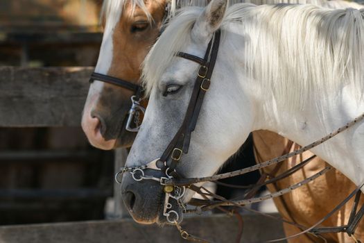 A white and brown horses in a leather strap in a farm