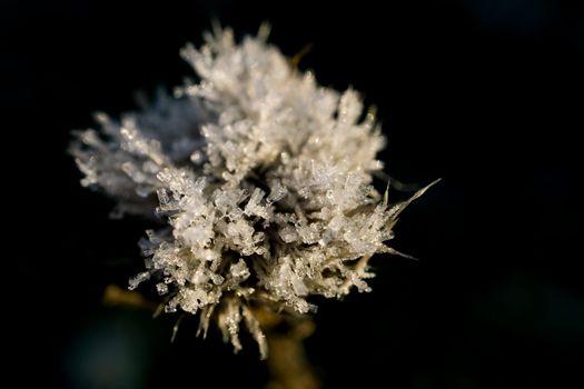 frozen flower with ice crystals on black background macro photography