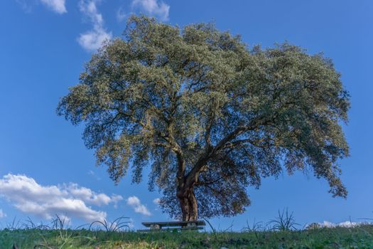 holm oak in a meadow with a wooden bench in the background blue sky with clouds