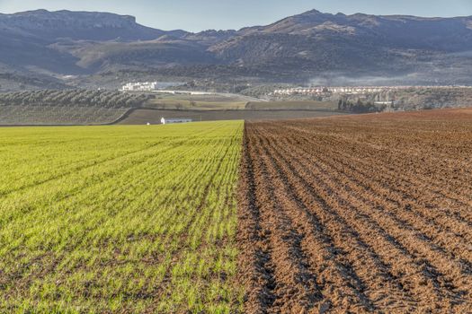 farmland in half wheat in the other half uncultivated land