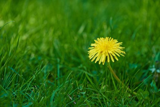 Weeds can be beautiful. A bright yellow Dandelion growing on a lawn