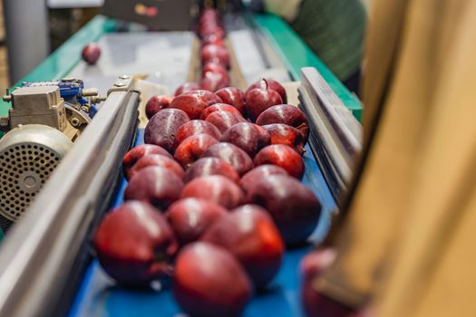 automatic movement of apples in the factory