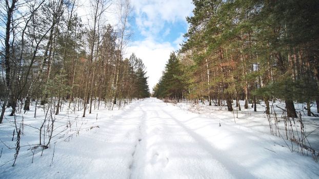 A winter forest in sunny weather. View in motion