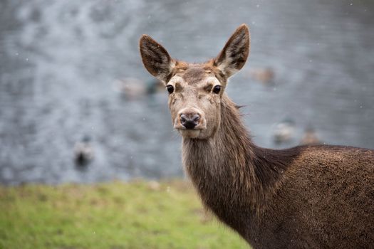 Red deer in a clearing a portrait