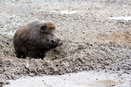 Wild boar in a clearing in the wild