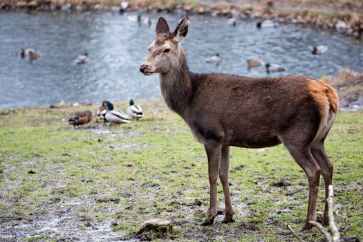 Red deer in a clearing  in the wild