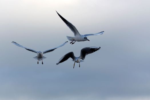 Gull in the flight in the wild