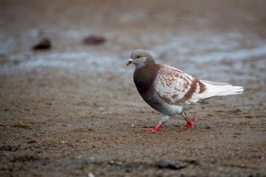 Pigeon in the run in the wild