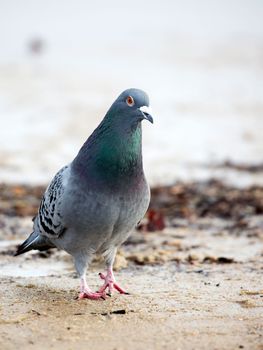 Pigeon in the wild a portrait