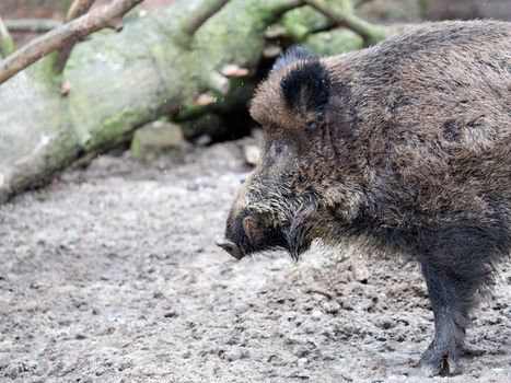 Wild boar in a clearing, a portrait