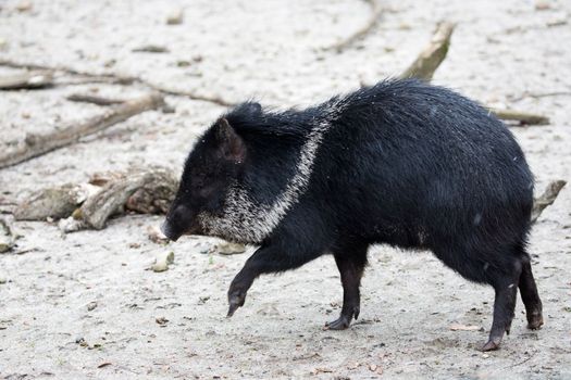 Peccary in a clearing	in the run