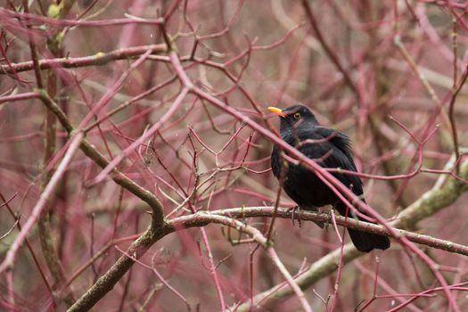 Blackbird on a tree in the forest