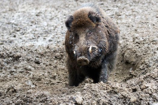 Wild boar in a clearing in the wild