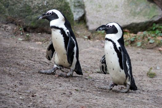 Two Penguins in a clearing