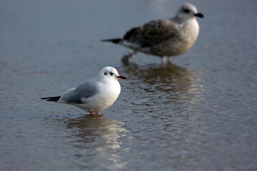 Gull in the water in the wild