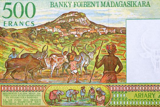 Herdsman with Zebus on a village background from Malagasy money