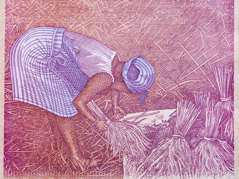 	Woman harvesting rice from Liberian money - Dollar