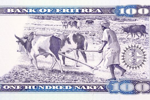 Farmers plowing with oxen from Eritrean money - nakfa
