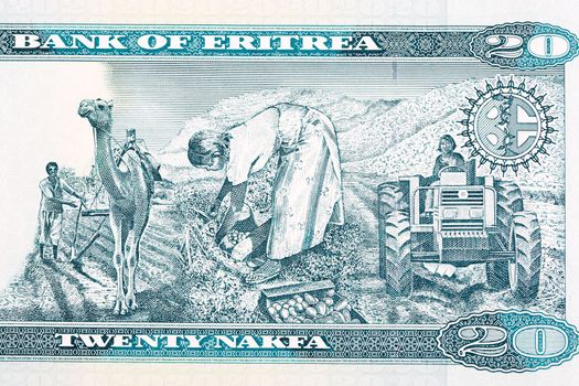 Three agricultural scenes from Eritrean money -  nakfa