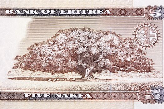 Sycamore fig tree from Eritrean money - nakfa