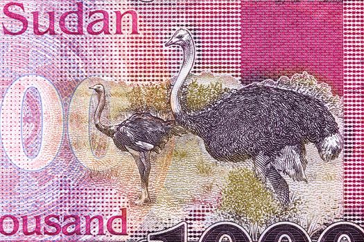 Ostriches from South Sudanese money - pound