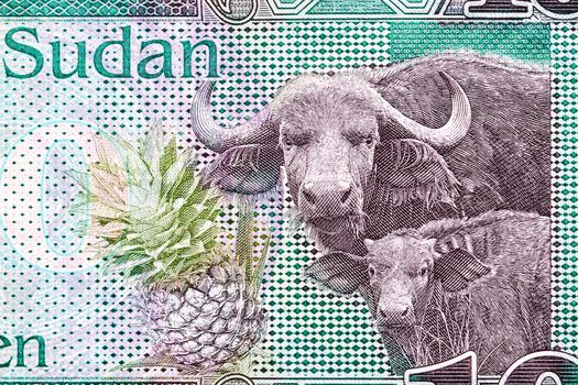 Buffaloes and pineapple from South Sudanese money - pound