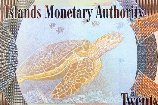 Hawksbill turtle from Cayman Islands money - dollar