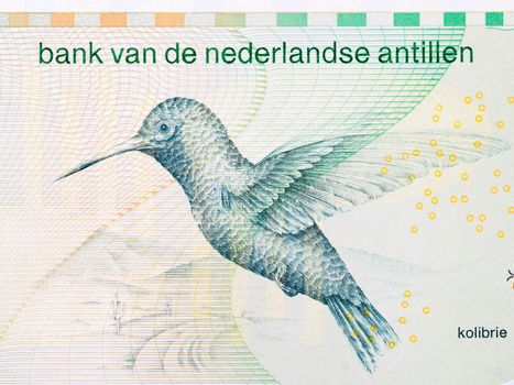 Kolibrie from Netherlands Antillean money - guilder